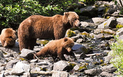 Accor Vacation Club Cruises Alaska Bears