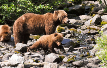 Accor Vacation Club Travel Alaska - Grizzly Bear